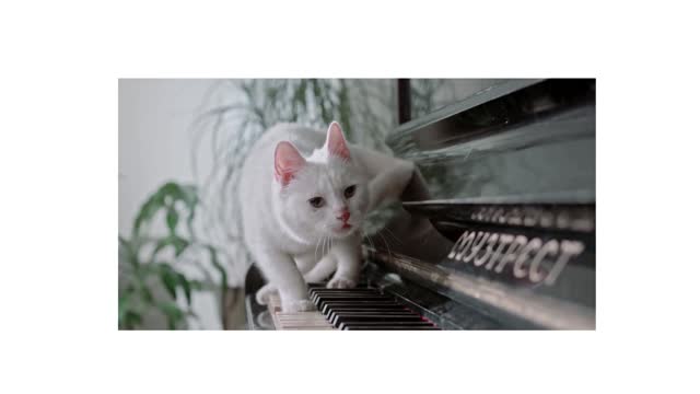 Cat Playing Piano