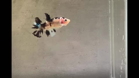 Black Patterned Koi Betta Fish