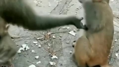 Monkey funny videos देदे जल्दी