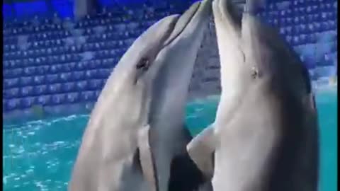 dancing dolphins