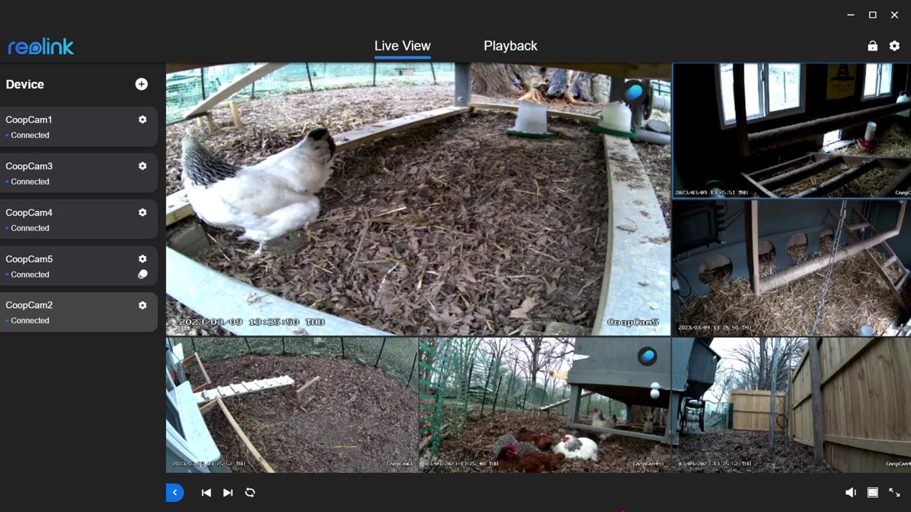 Chicken Coop Cam Live! *A Sneak Peak*