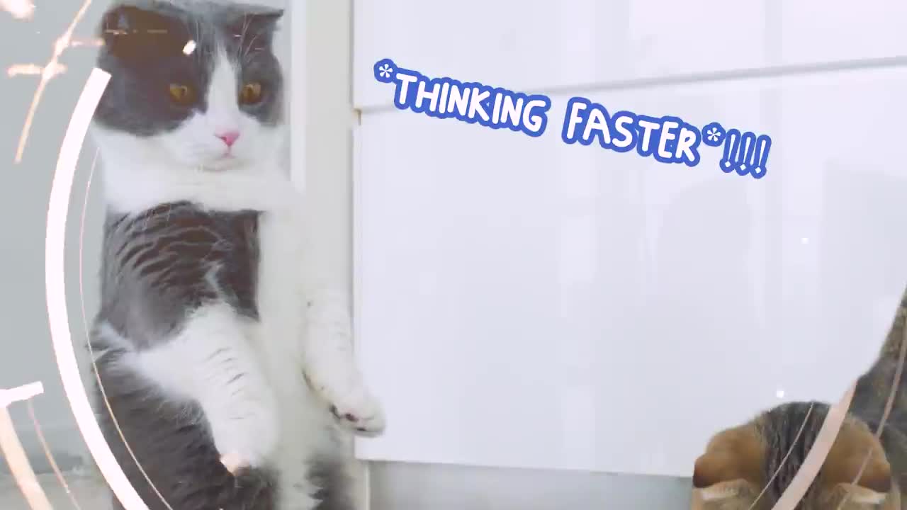 Cats Try Fishing For food