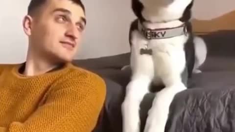 Stop Looking At Me Dad | You Laugh You Lose! Cute and Adorable Reaction of Husky | Talking Husky