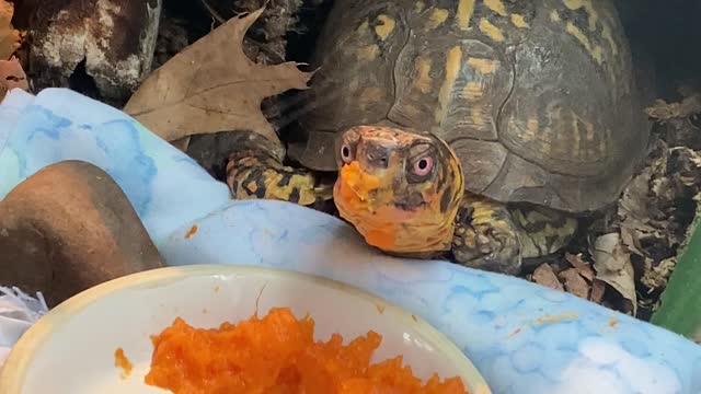 Does my Box Turtle Sparky Understand Me ?