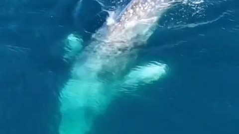 Gray Whale 🌎 🐋✨