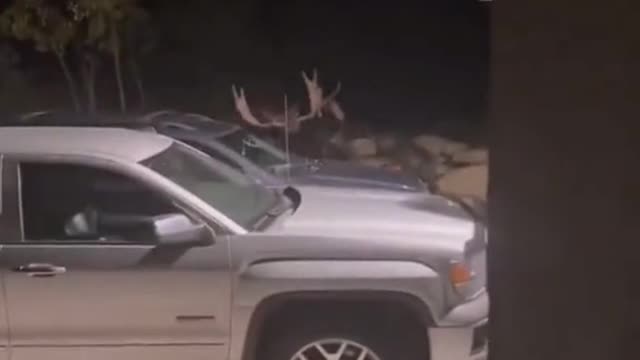These things just HAPPEN to Me, I don’t look for Animal Fights