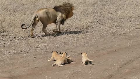 DaDy Loins🦁 play with babies