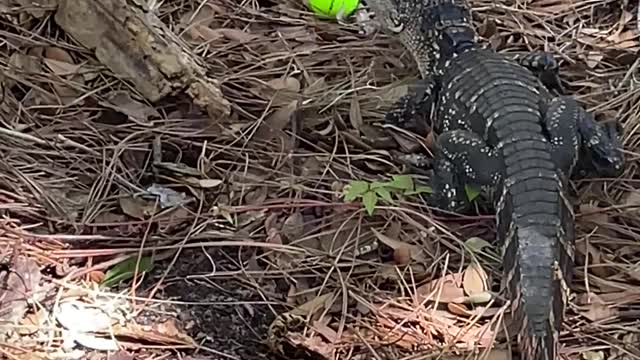 Golfing in Florida