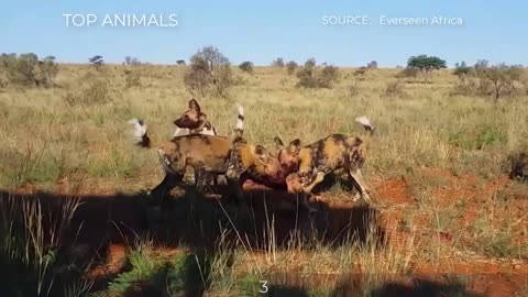 7 CRAZY MOMENTS WILD DOGS LIKE TO HUNT PREGNANT AND YOUNG PREY~9