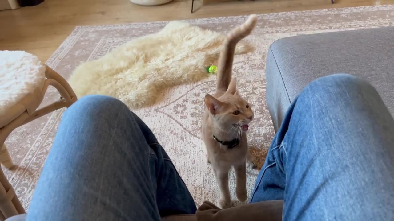 Sweetest kitty loves to talk to his human