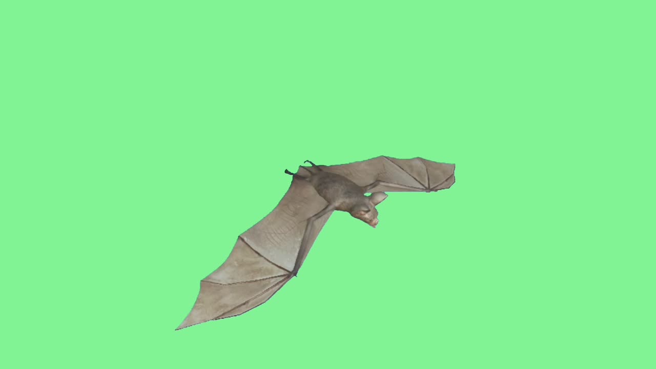 BAT video Green Screen footage. CHROMAKEY ANIMATION.