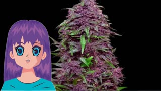 Purple Mazar Auto – Kalashnikov Seeds