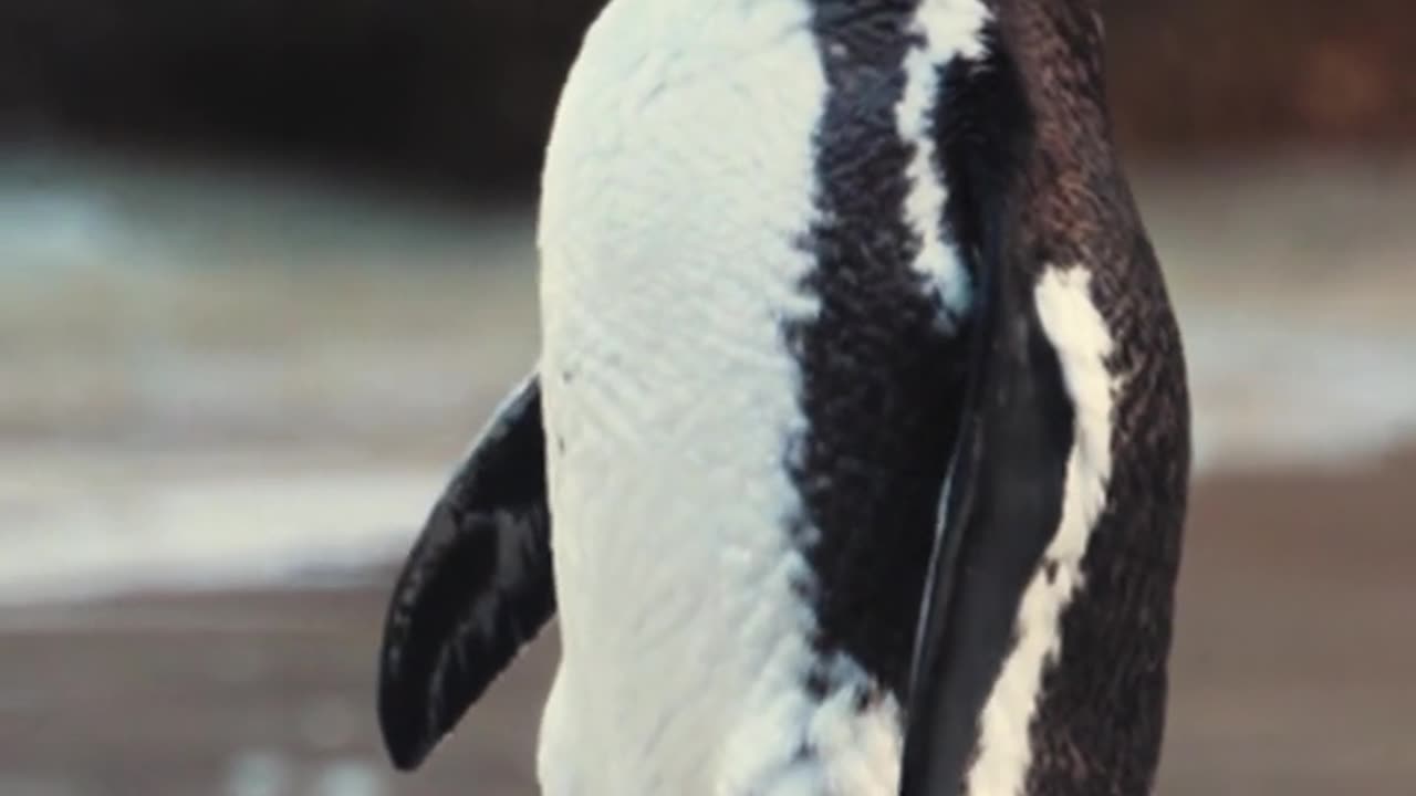 Swimming with Penguins: A Once-in-a-Lifetime Experience