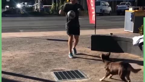 Dogs Love Football Too 🐕⚽