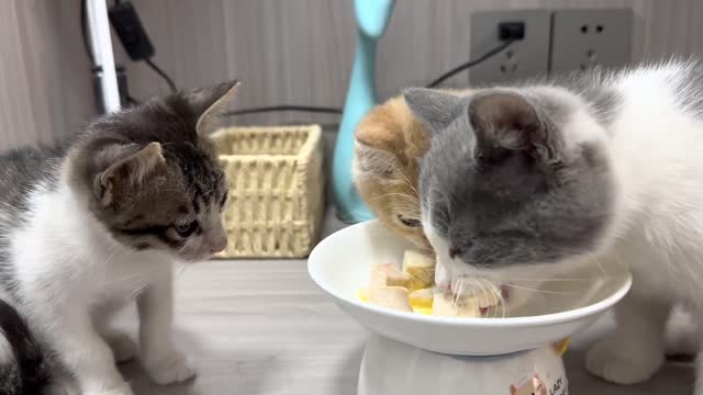 Combine eggs with chicken. Kittens eat very well
