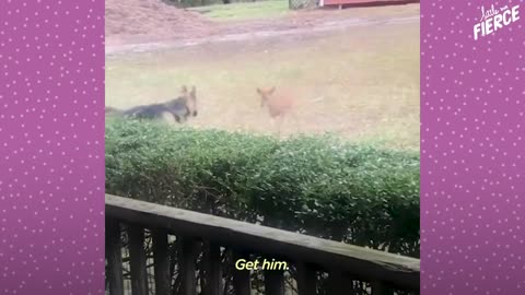 Fawn Comes To Lady's Door Every Morning | The Dodo Little But Fierce
