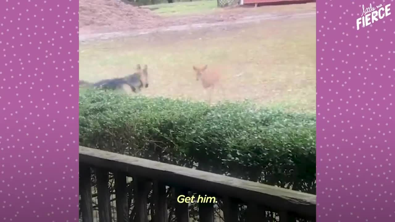 Fawn Comes To Lady's Door Every Morning | The Dodo Little But Fierce