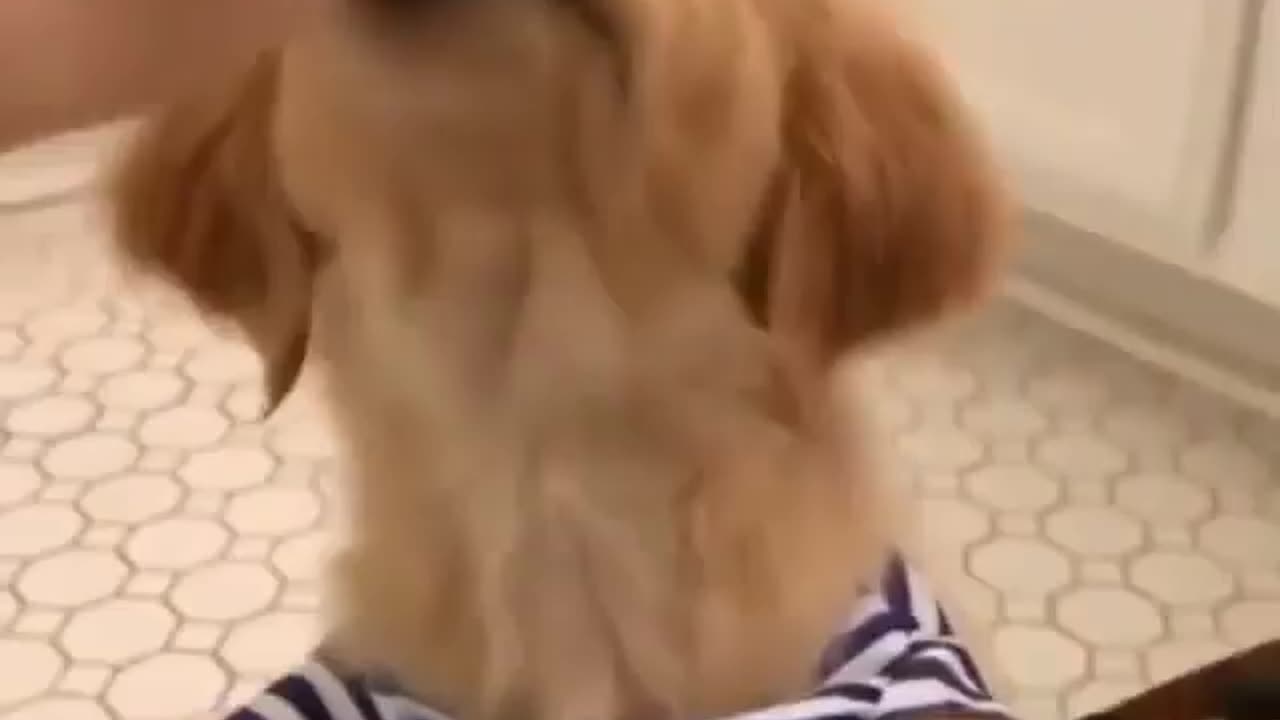 Funny dog eating in his funny clothes