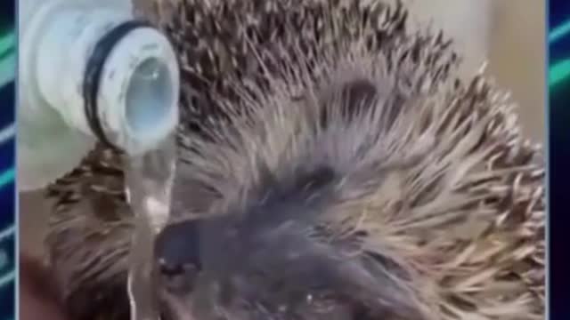 Man Gives Water to Thirsty Hedgehog || Saving Animals || MEGA FACTS