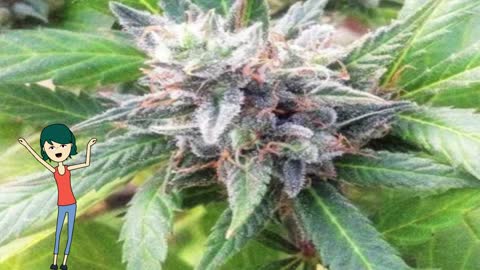 Lemon Candy - 710 Genetics