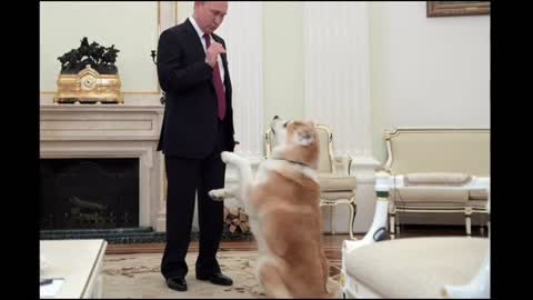 7 DOGS OF VLADIMIR PUTIN