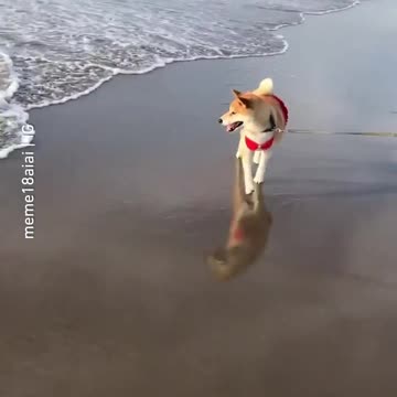 Doggy Doesn't Want To Get Paws Wet
