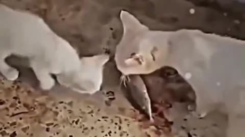 A mother cat his leg out but his kittens are hungry Even his mother to be eat fish