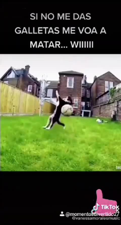 Funny cat & dog fun