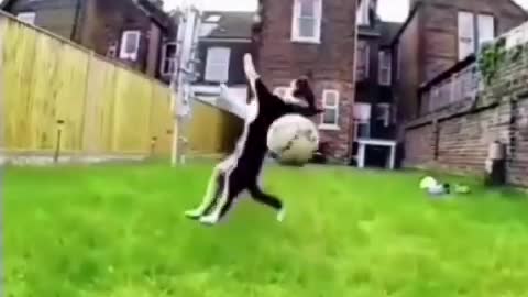 Funny cat & dog fun