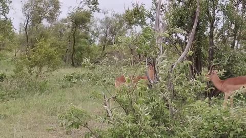 Impala Rams Fighting Animal Videos
