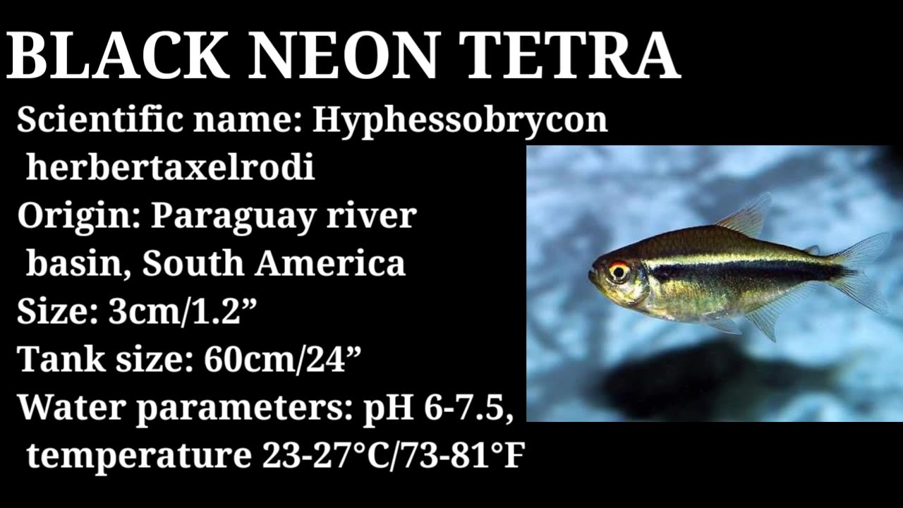 Top Beaufiful Tetra Fish