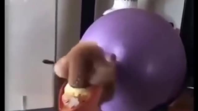 boxing dog