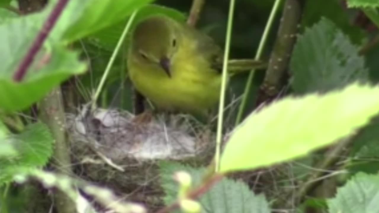 Yellow warbler bird feeding its chicks