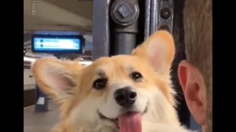 Cute Puppies playing