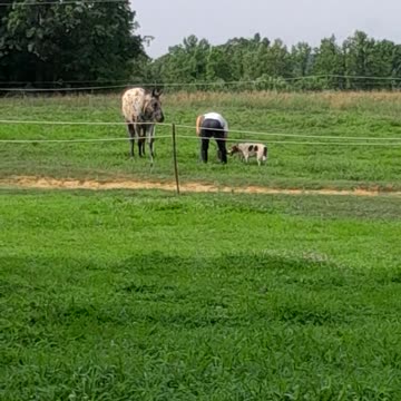Always training man's best friends. ♥️🐎🤠🦊♥️🎯