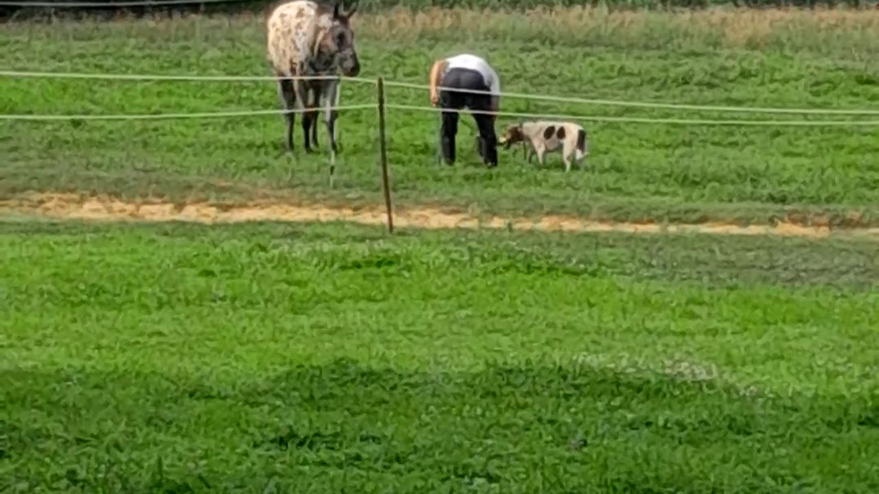 Always training man's best friends. ♥️🐎🤠🦊♥️🎯