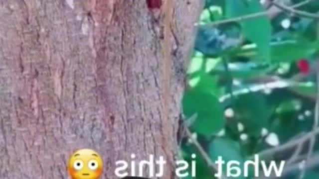 Tree that has blood