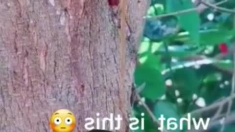 Tree that has blood