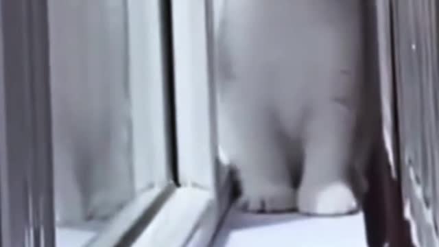 Funny Catt ... sangucing is a cute and smart sued liked a lot of interest