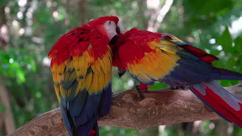 Parrot bird couple