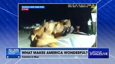 What Makes America Wonderful 🇺🇸 🐕‍🦺🐶