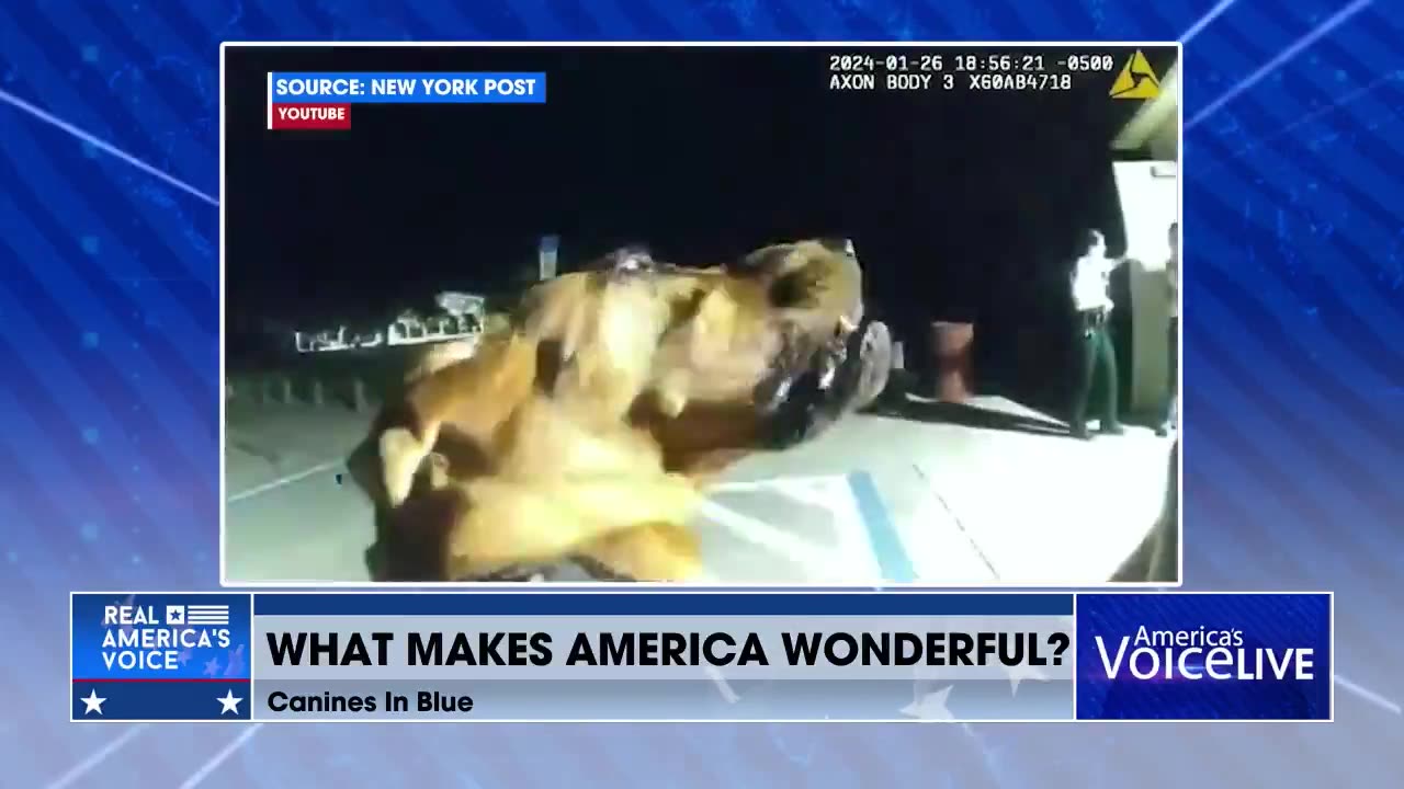 What Makes America Wonderful 🇺🇸 🐕‍🦺🐶