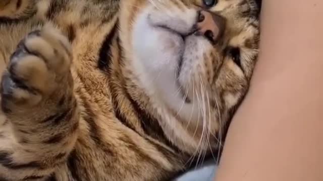 Funny and Cute Animals🐱‍🐉