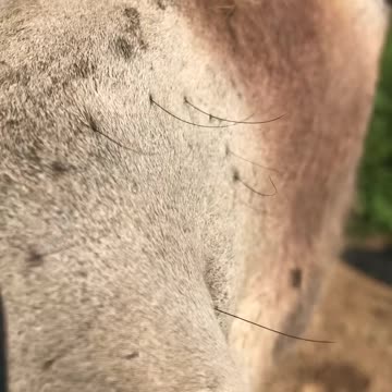 DONKEY PHOTOBOMB OUR GOAT VIDEO!