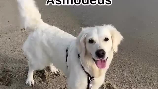 My Dog's Funniest Faces!