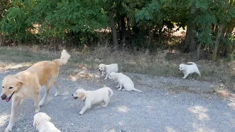 How a dog mother teaches her puppies to leave her in peace and stop drink milk