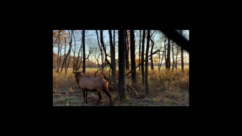 Romancing the Elk