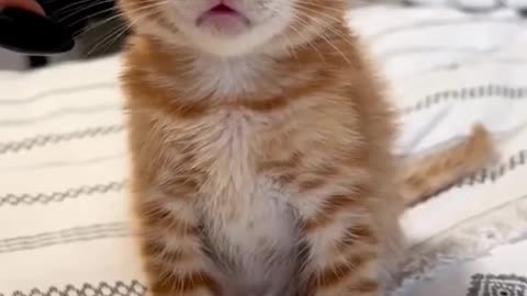 mini cat video