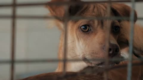 Close up of sad puppy in shelter behind fence waiting to be rescued and adopted to new home