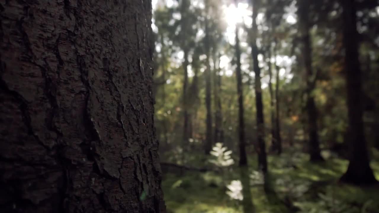 Nature: trees and forests beautiful view